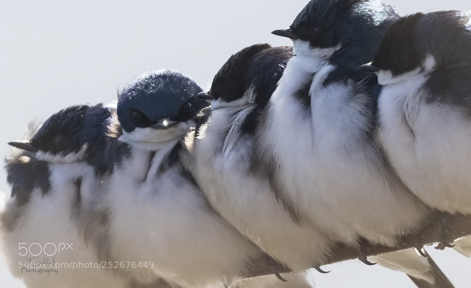 Canon EOS 7D Mark II sample photo. Snuggling to stay warm photography