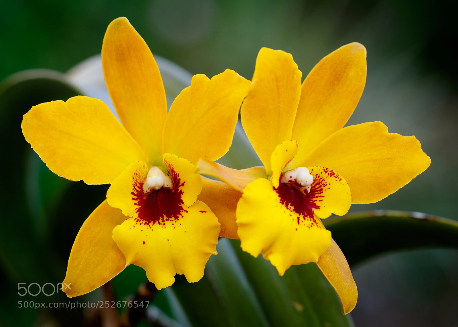 Canon EOS 7D Mark II sample photo. Yellow photography