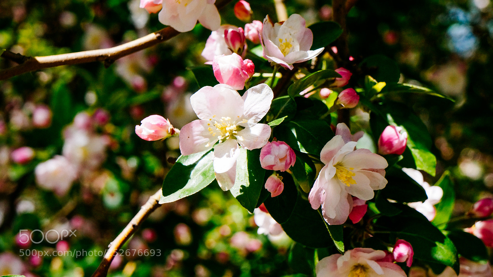 Sony Alpha NEX-7 sample photo. Haitang festival of peiyang photography