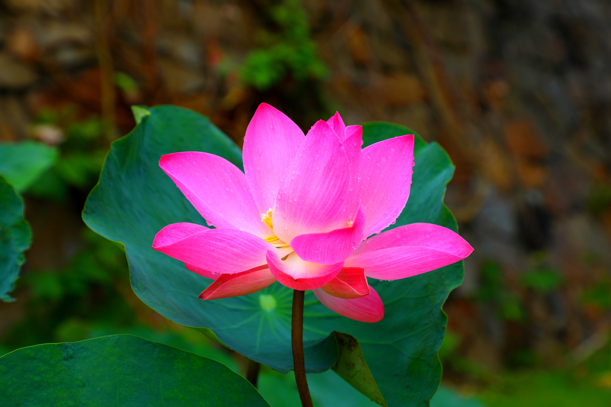 Canon EF 24-105mm F4L IS II USM sample photo. Hoa sen phan thiet photography