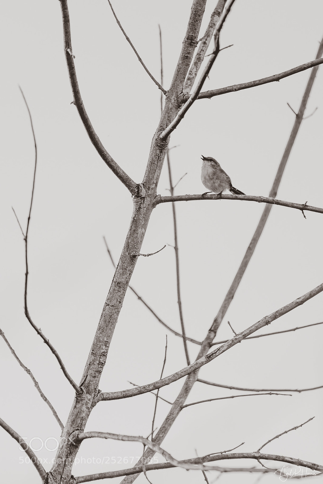 Canon EOS 5D Mark IV sample photo. Small bird in a photography