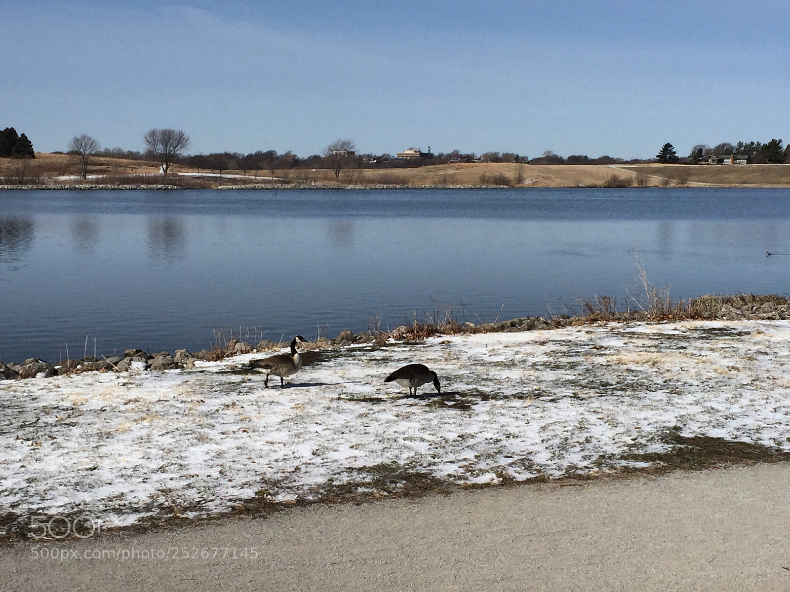 Apple iPhone 6 sample photo. Lakeside geese on snowy photography