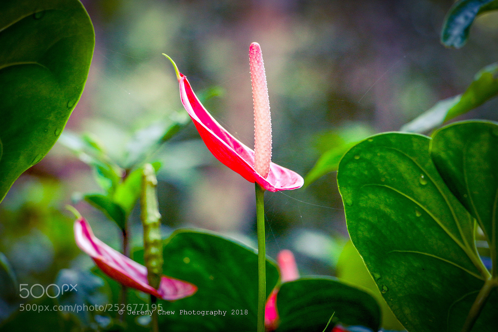 Canon EOS 700D (EOS Rebel T5i / EOS Kiss X7i) sample photo. Stood up photography