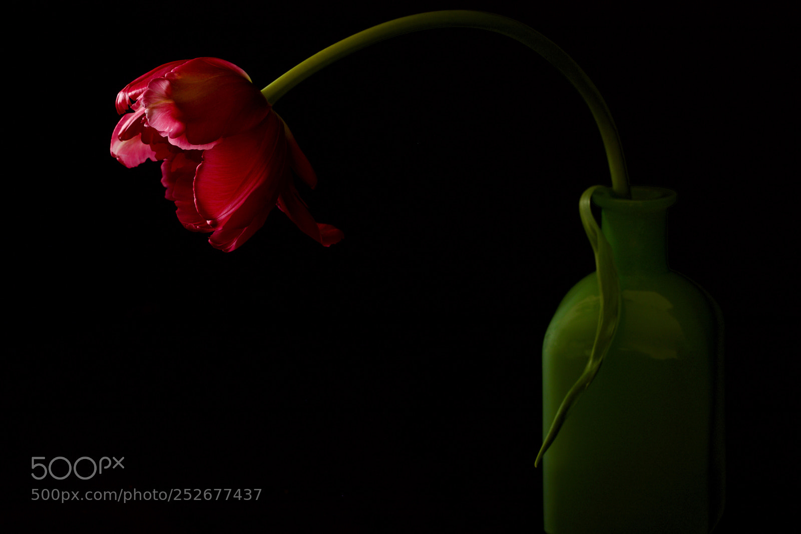 Canon EOS 80D sample photo. Tulip after dark photography