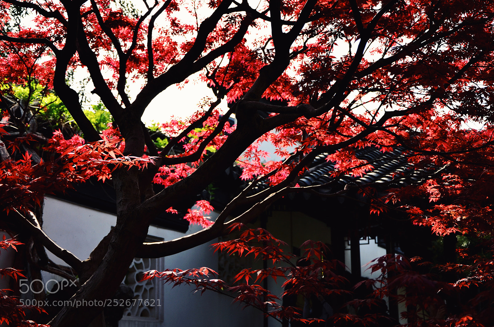 Nikon D7000 sample photo. 别样红 photography