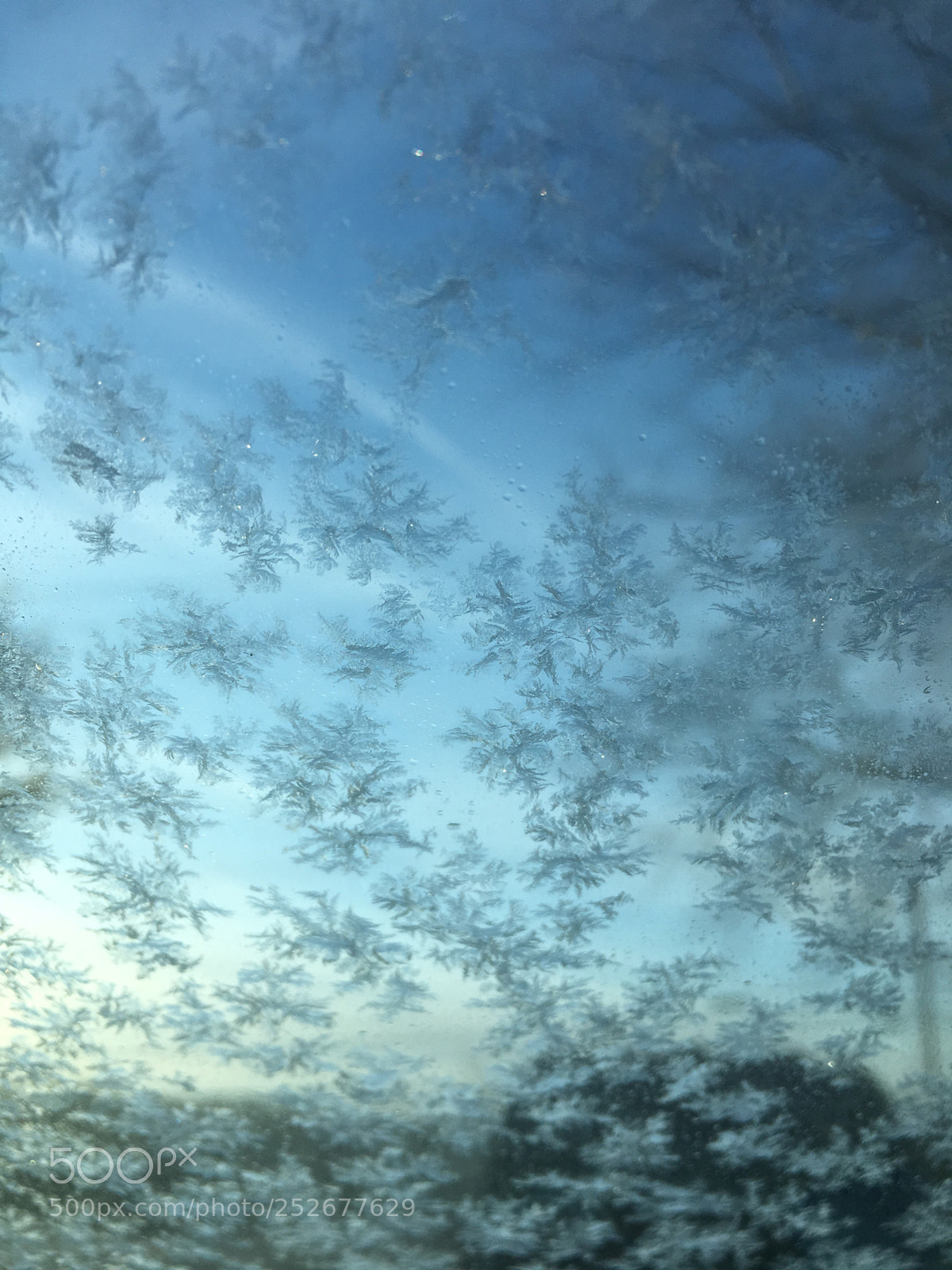 Apple iPhone 6s sample photo. Morning frost photography