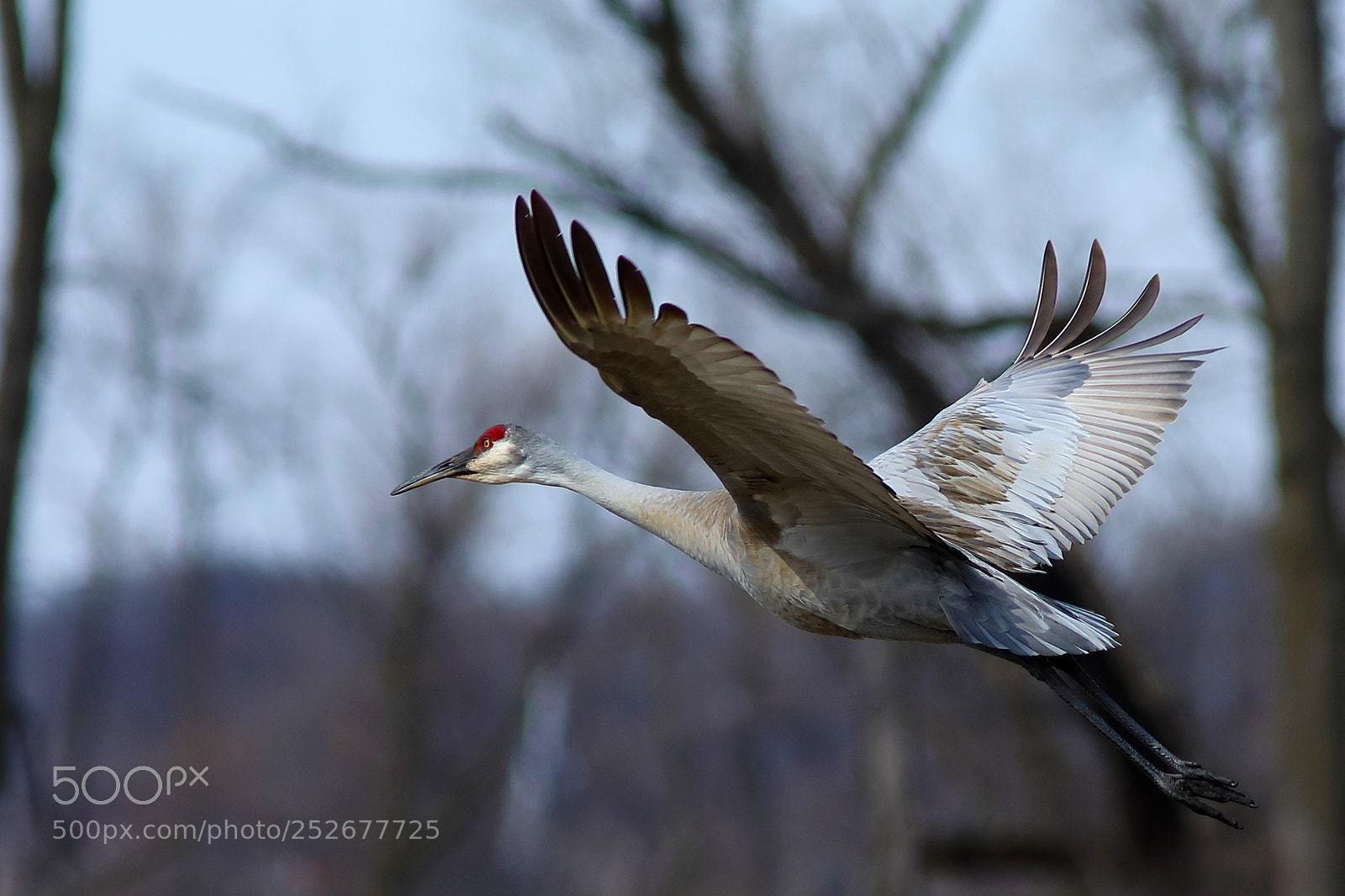 Canon EOS 5D Mark IV sample photo. Flight of the sandhill photography