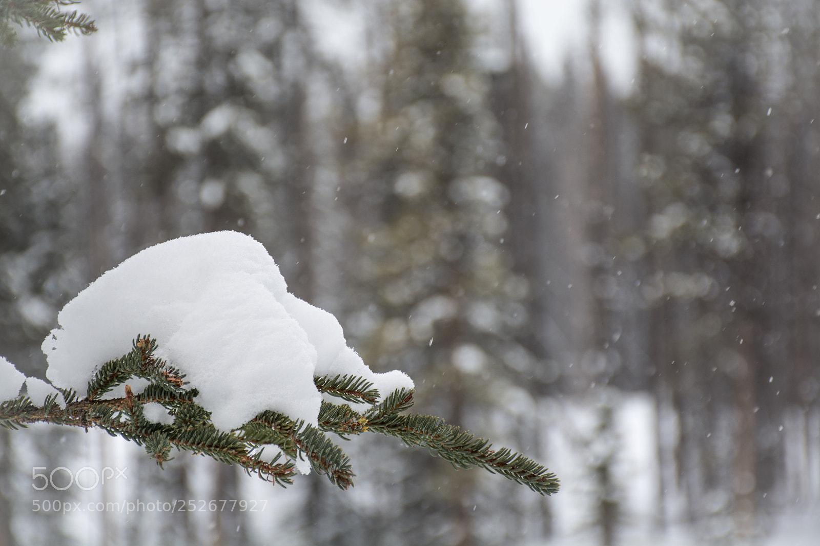 Nikon D7100 sample photo. Snowy woods photography