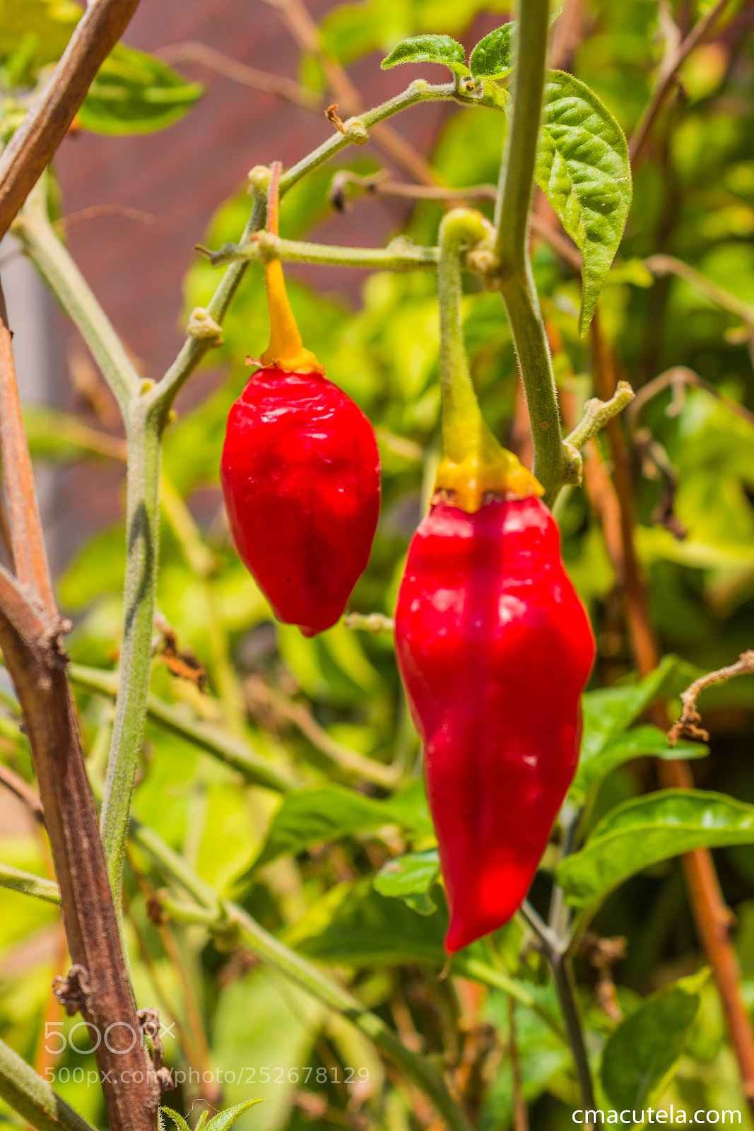Canon EOS 1200D (EOS Rebel T5 / EOS Kiss X70 / EOS Hi) sample photo. Red hot chili peppers photography
