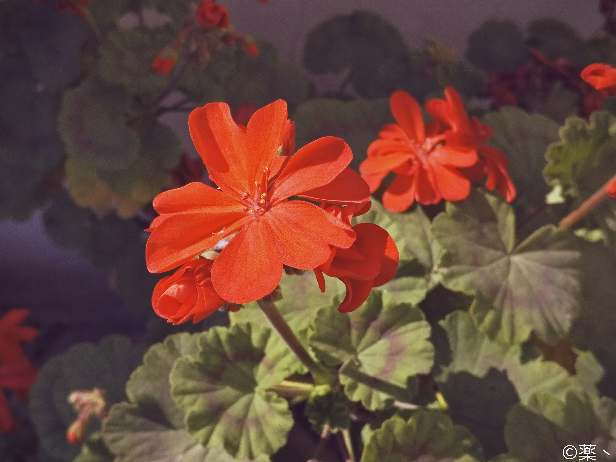 OnePlus A3010 sample photo