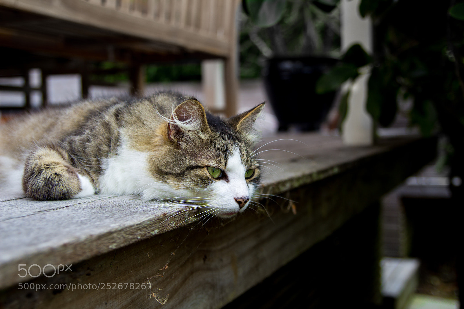 Canon EOS 1200D (EOS Rebel T5 / EOS Kiss X70 / EOS Hi) sample photo. Thinking cat photography