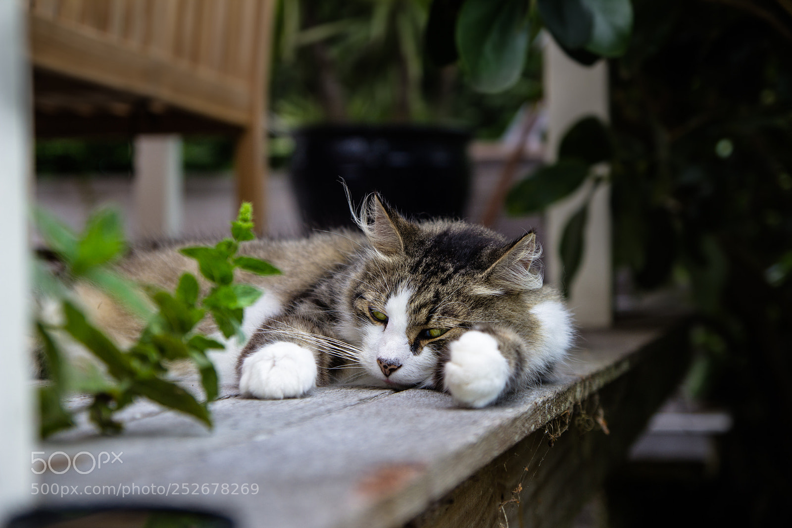 Canon EOS 1200D (EOS Rebel T5 / EOS Kiss X70 / EOS Hi) sample photo. Resting cat photography