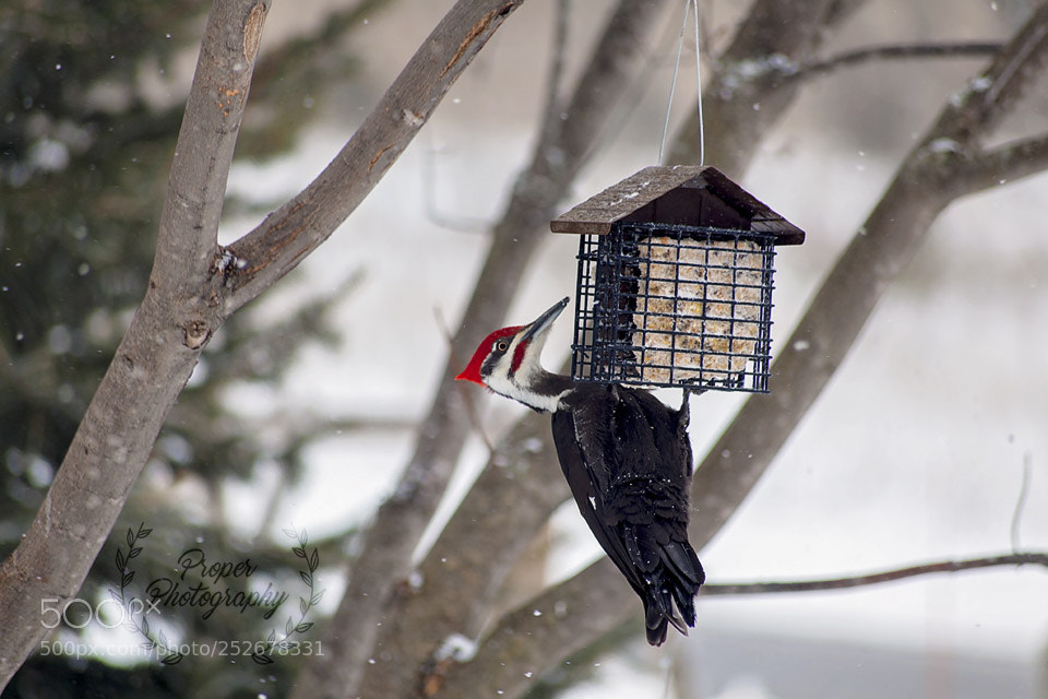 Canon EOS 5D Mark II sample photo. Chilly photography
