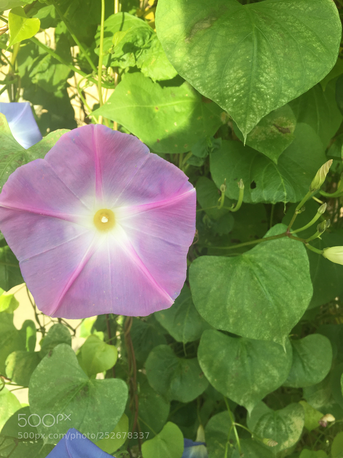 Apple iPhone 6s sample photo. Morning glory photography