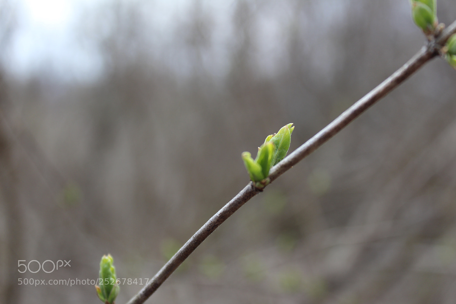 Canon EOS 1300D (EOS Rebel T6 / EOS Kiss X80) sample photo. Signs of spring  photography
