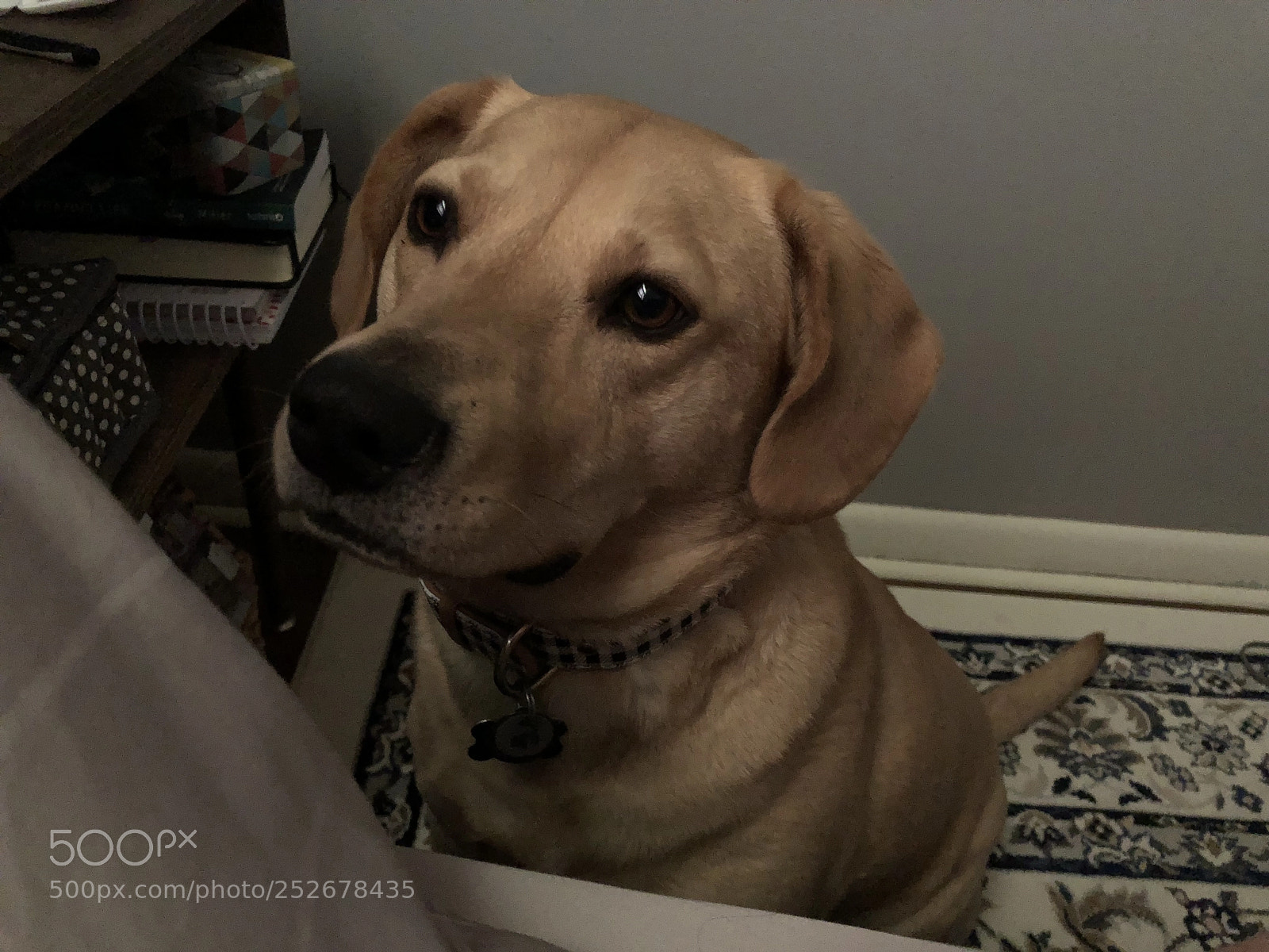 Apple iPhone 8 Plus sample photo. Untitled photography