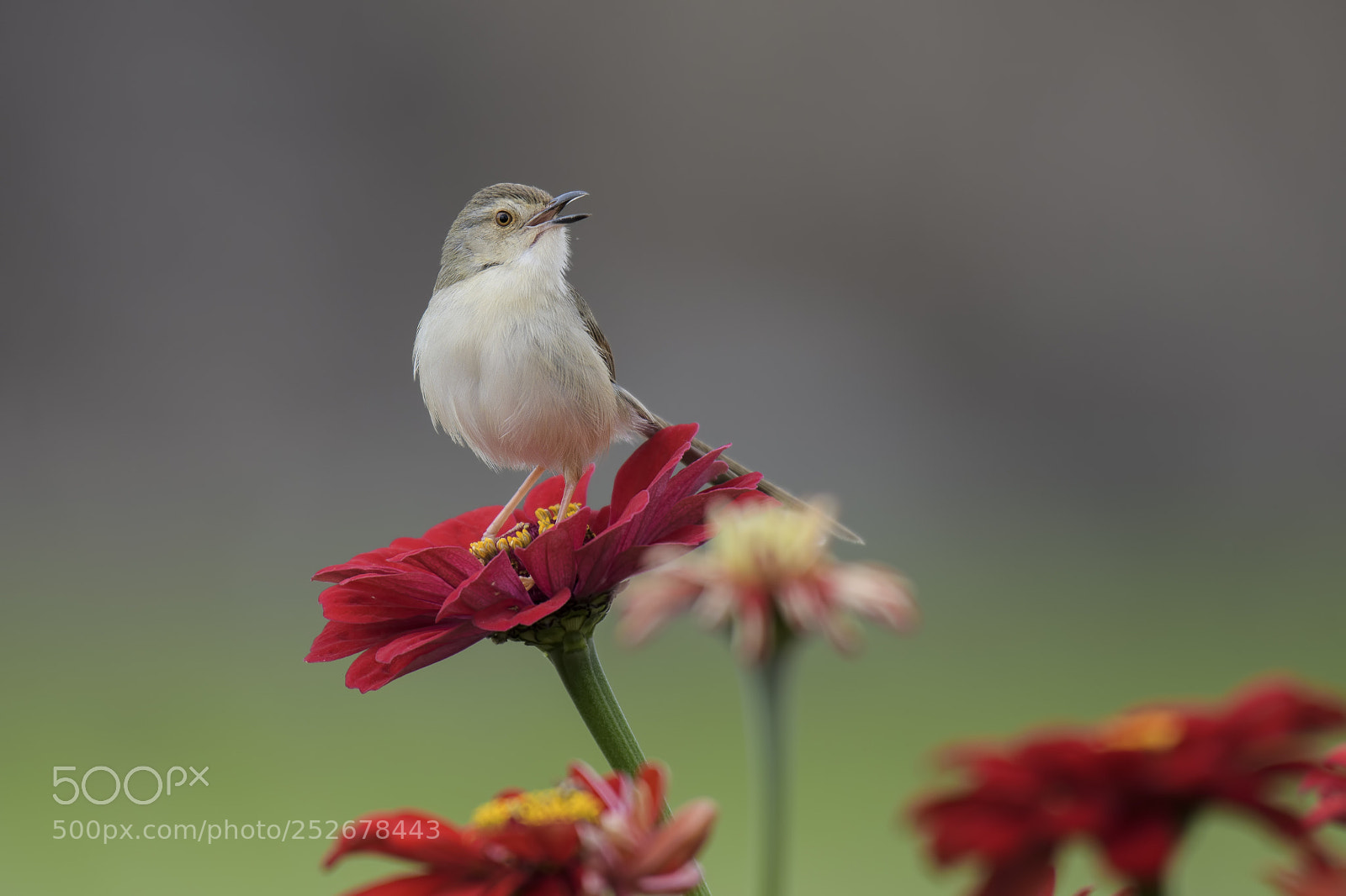 Nikon D500 sample photo. 褐頭鷦鶯 prinia subflava photography