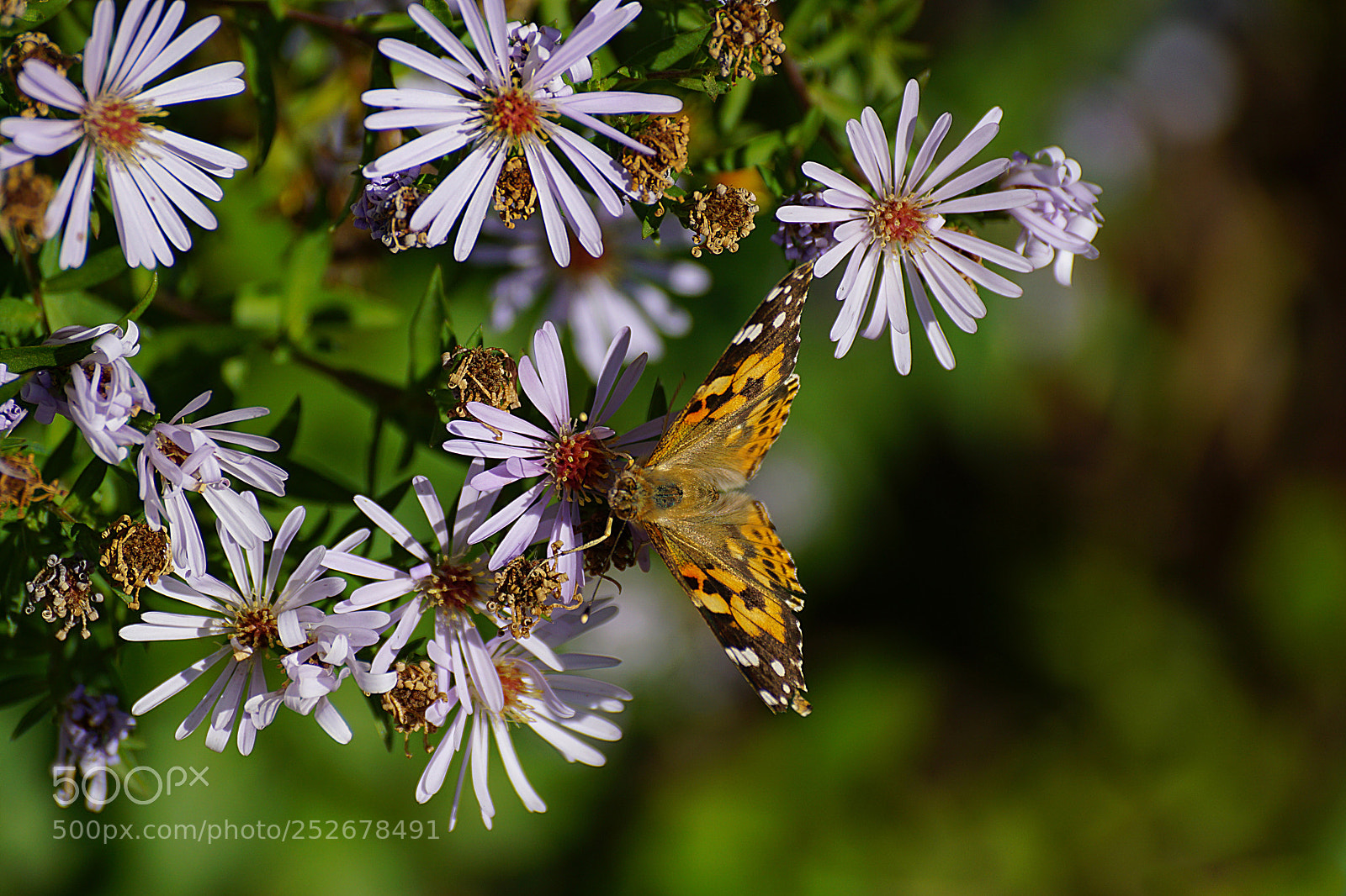 Sony ILCA-77M2 sample photo. Butterfly in autumn colors photography