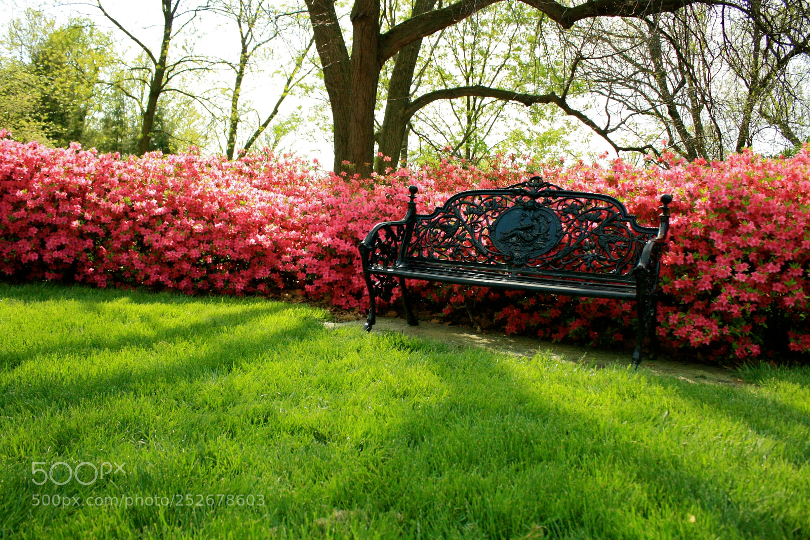 Canon EOS 1000D (EOS Digital Rebel XS / EOS Kiss F) sample photo. Springtime, park bench, botanical photography
