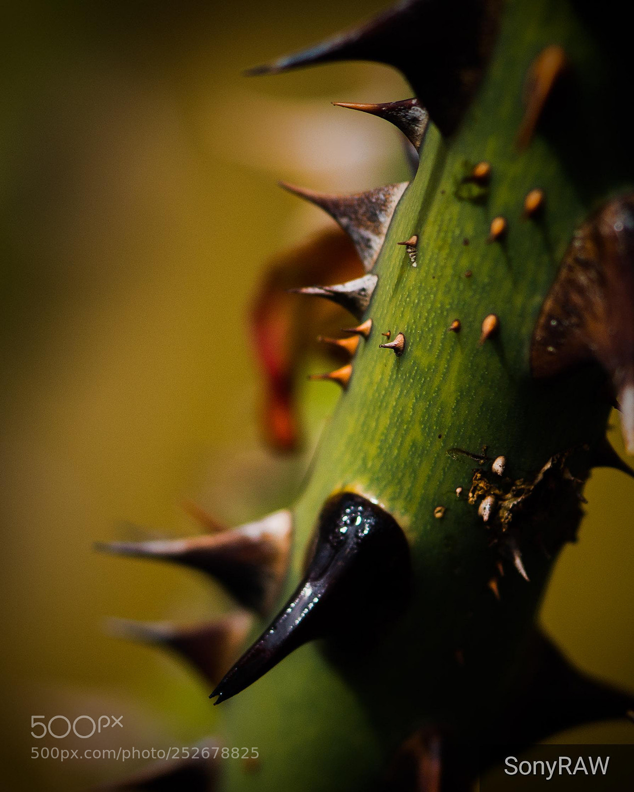 Sony a6500 sample photo. Stem and thorns photography