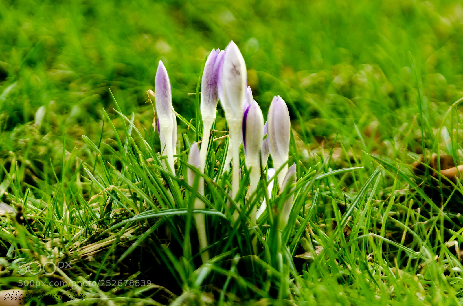 Nikon D7000 sample photo. Crocus photography