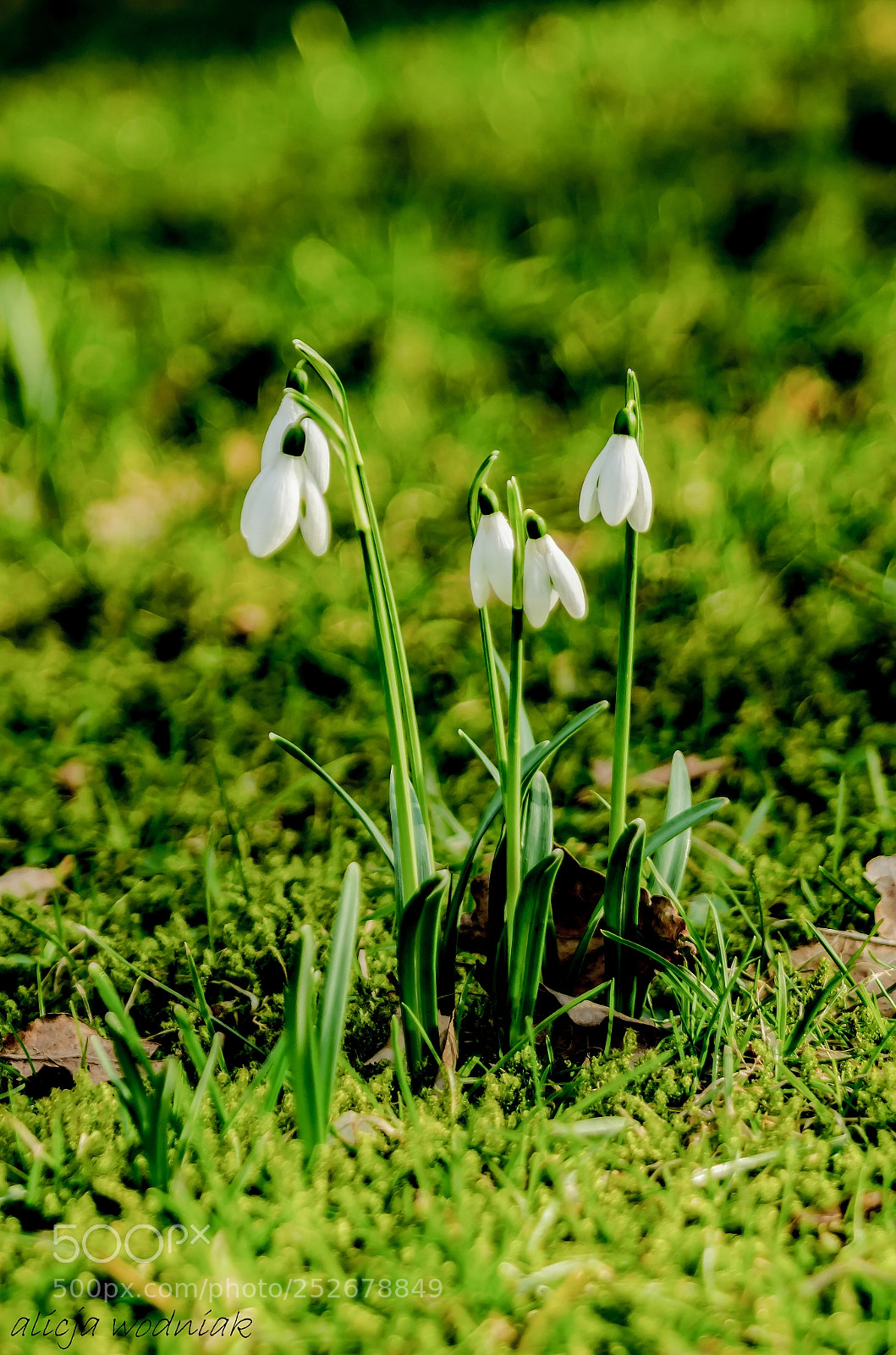 Nikon D7000 sample photo. Snowdrops photography