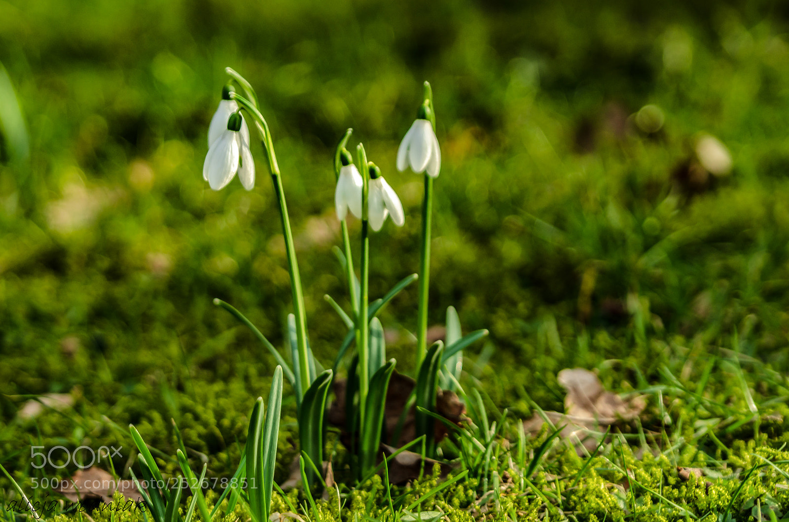 Nikon D7000 sample photo. Springstime- snowdrops photography