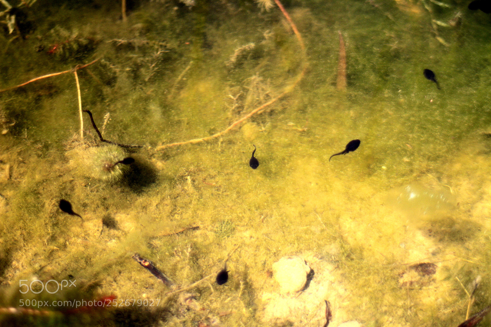 Canon EOS 7D sample photo. Small tadpole photography