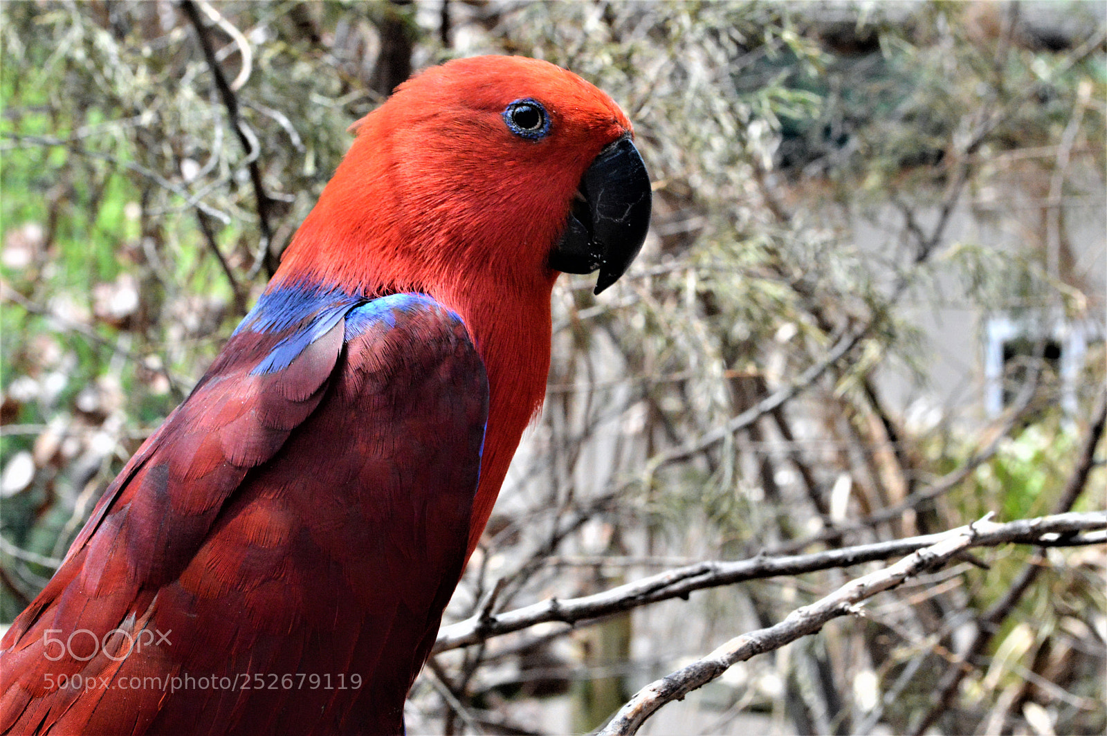 Nikon D3200 sample photo. Eclectus parrot photography