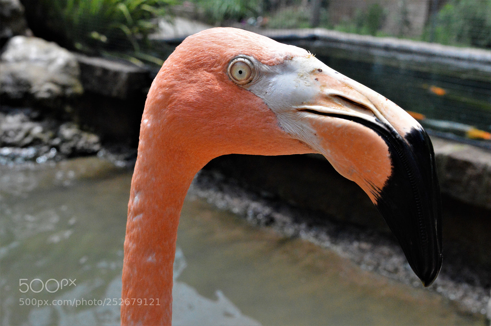 Nikon D3200 sample photo. Flamingo photography