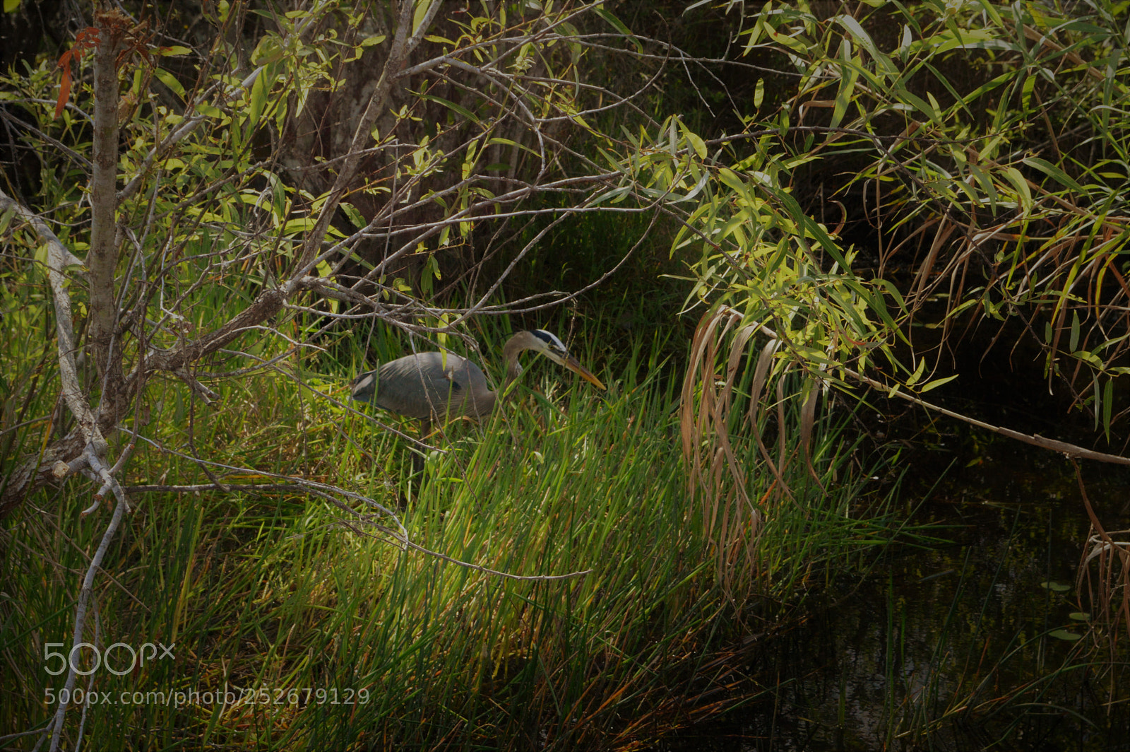 Nikon D3200 sample photo. Everglades photography