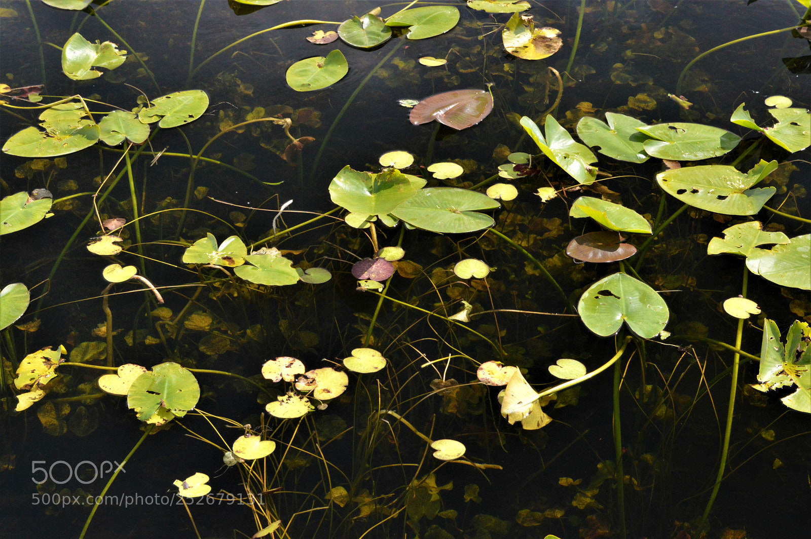 Nikon D3200 sample photo. Water lily photography
