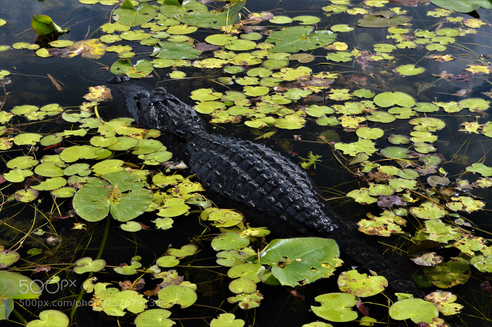Nikon D3200 sample photo. Alligator at everglades national photography