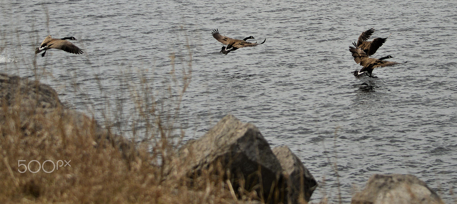 Nikon D3200 sample photo. Canada geese photography