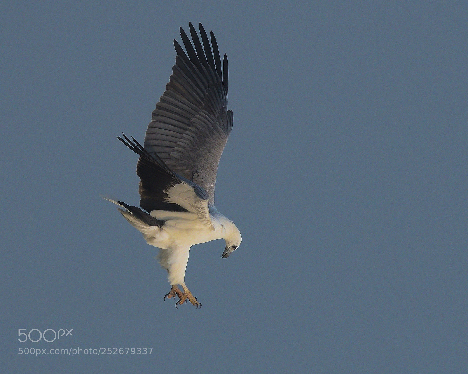 Nikon D810 sample photo. White bellied sea eagle photography