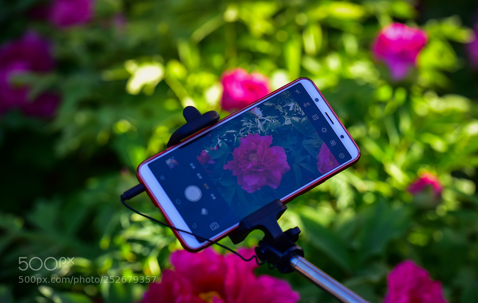 Nikon D810 sample photo. 牡丹花 photography
