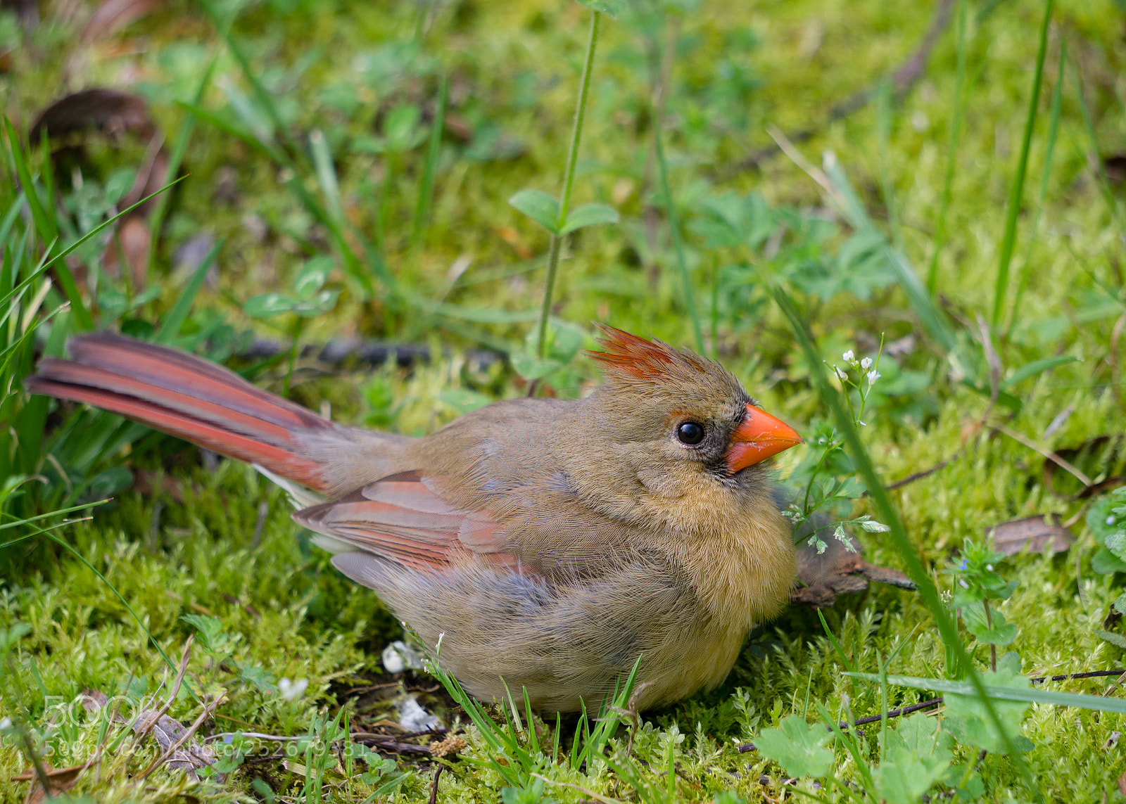 Sony a6000 sample photo. Cardinal fledgling photography