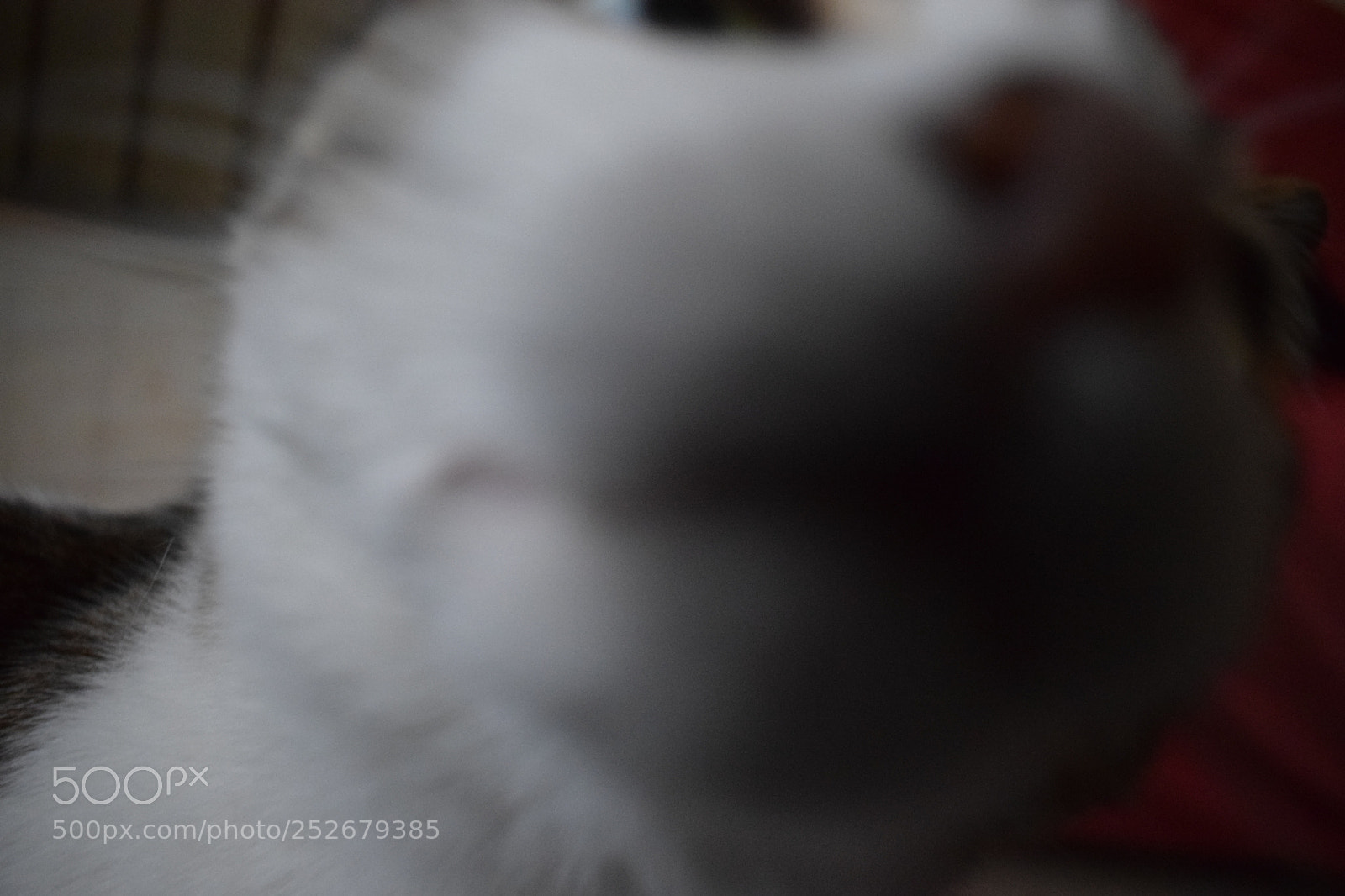 Nikon D3300 sample photo. Lupita's nose photography