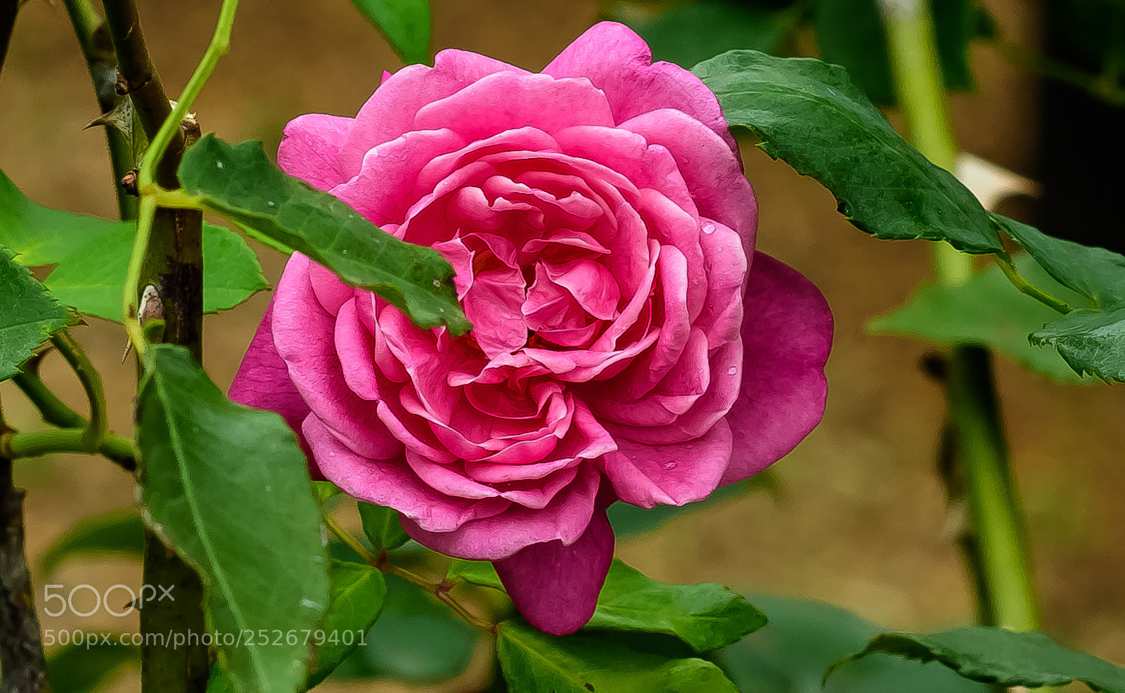 Nikon D810 sample photo. Pink of pinks!! photography