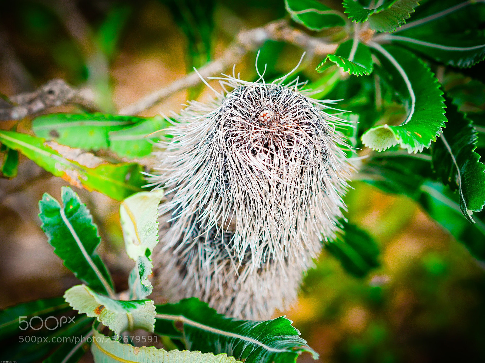 Panasonic Lumix DMC-GX8 sample photo. Banksia  photography