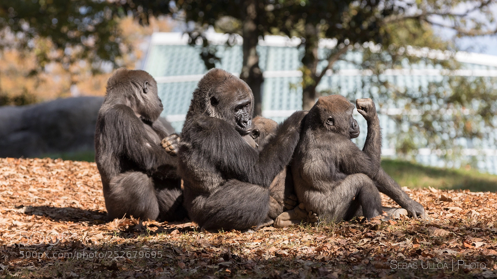 Canon EOS 5D Mark IV sample photo. Family portrait photography
