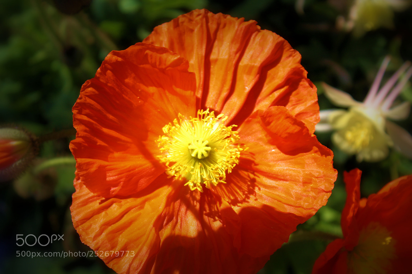 Canon EOS 1300D (EOS Rebel T6 / EOS Kiss X80) sample photo. Orange flower photography