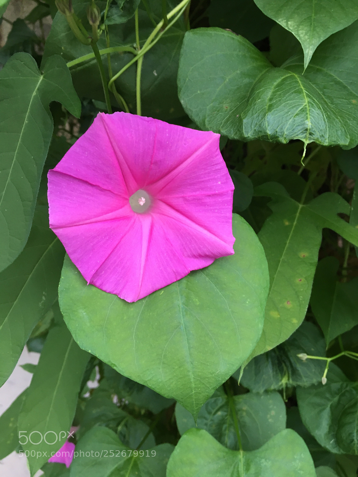 Apple iPhone 6s sample photo. Untitled photography