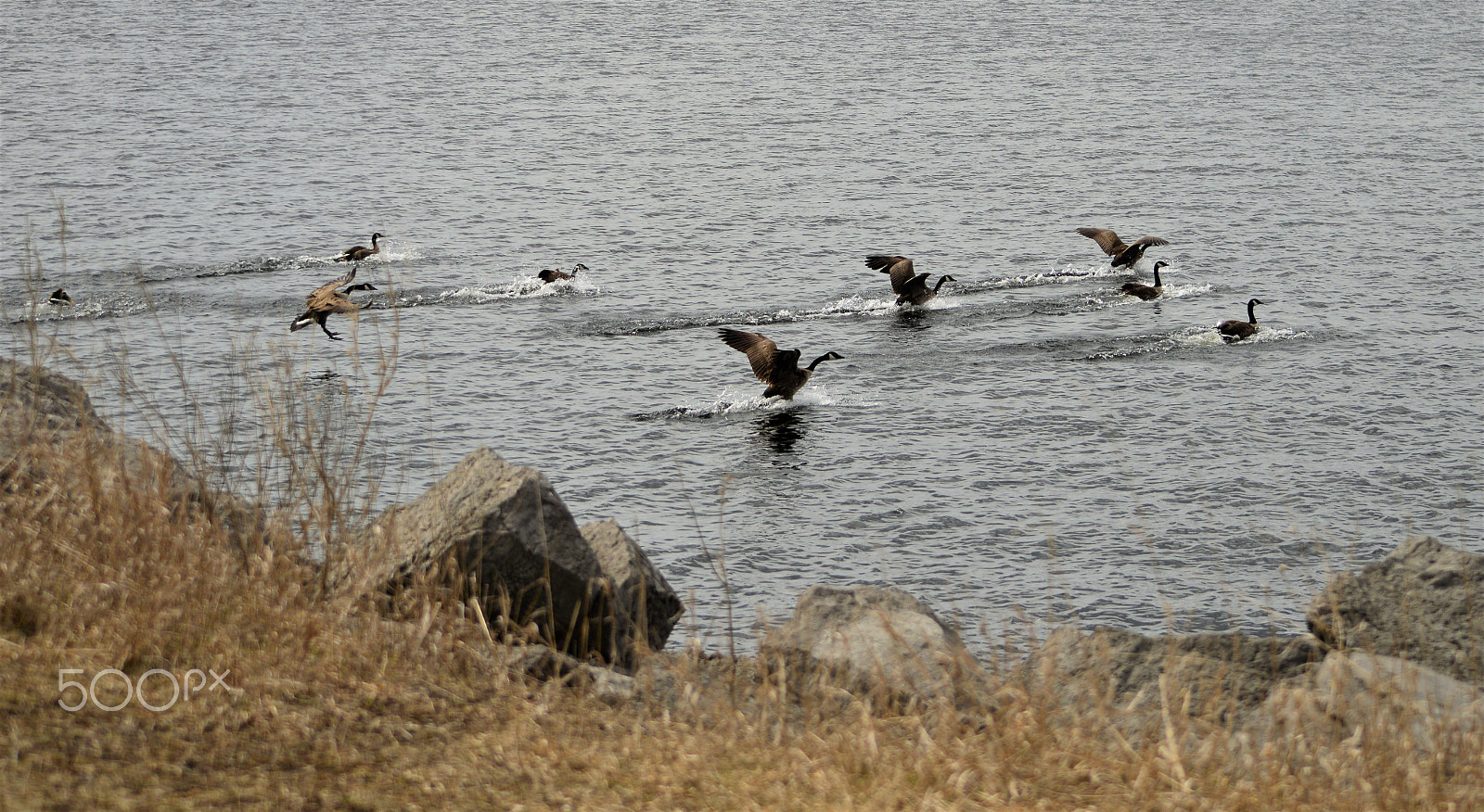 Nikon D3200 sample photo. Canada geese ii photography