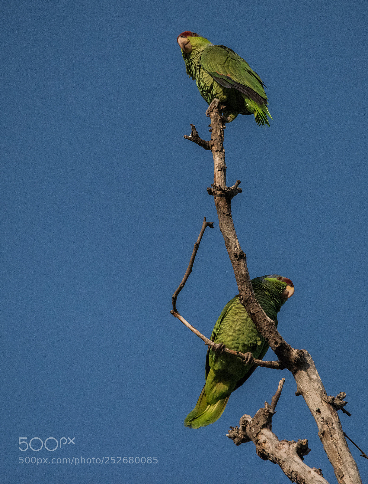 Nikon D810 sample photo. Parrots at la river photography