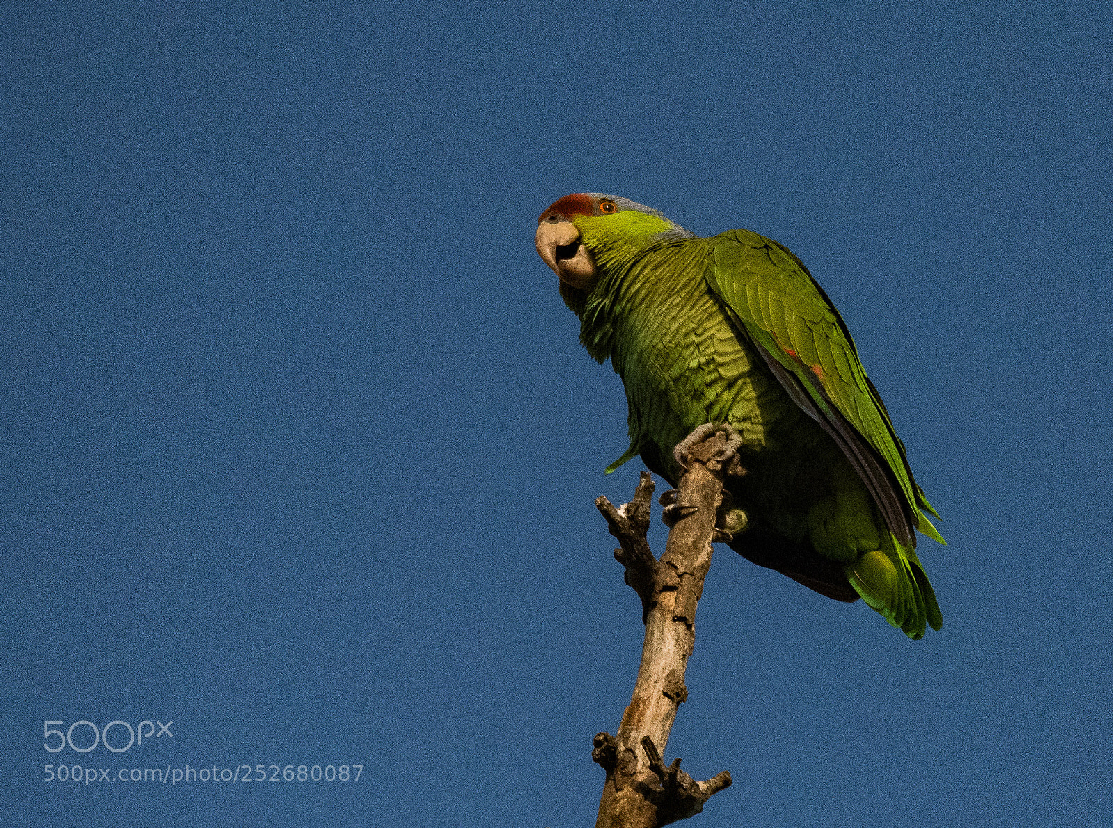 Nikon D810 sample photo. Parrots at la river photography