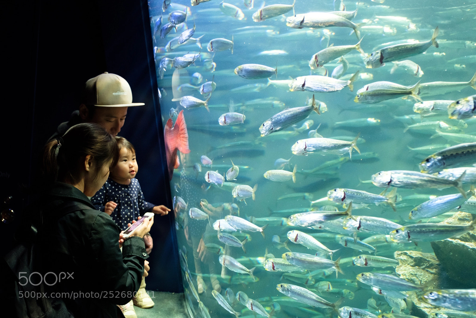 Fujifilm X-Pro2 sample photo. 水族館 photography