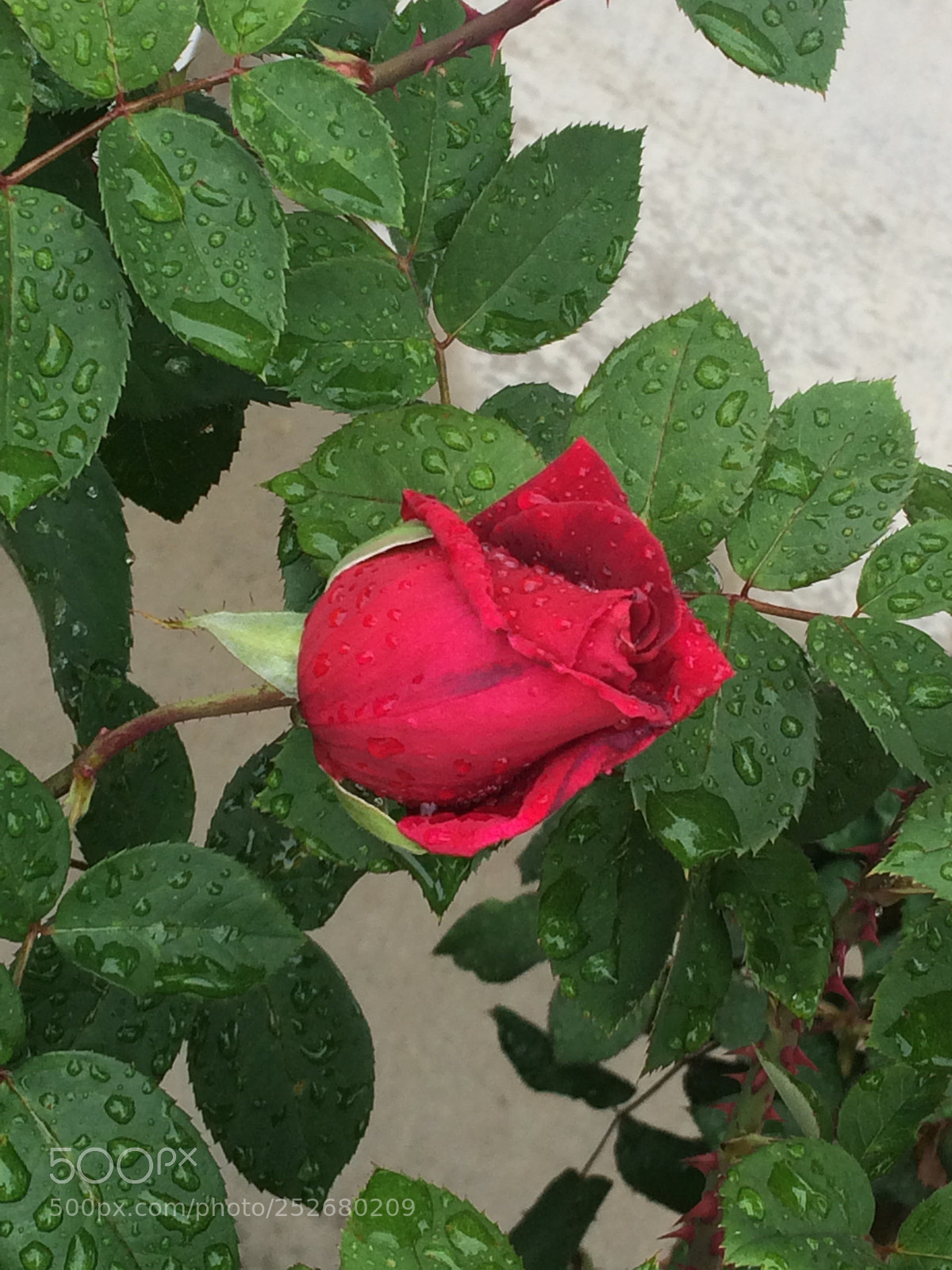 Apple iPhone 5s sample photo. Untitled photography