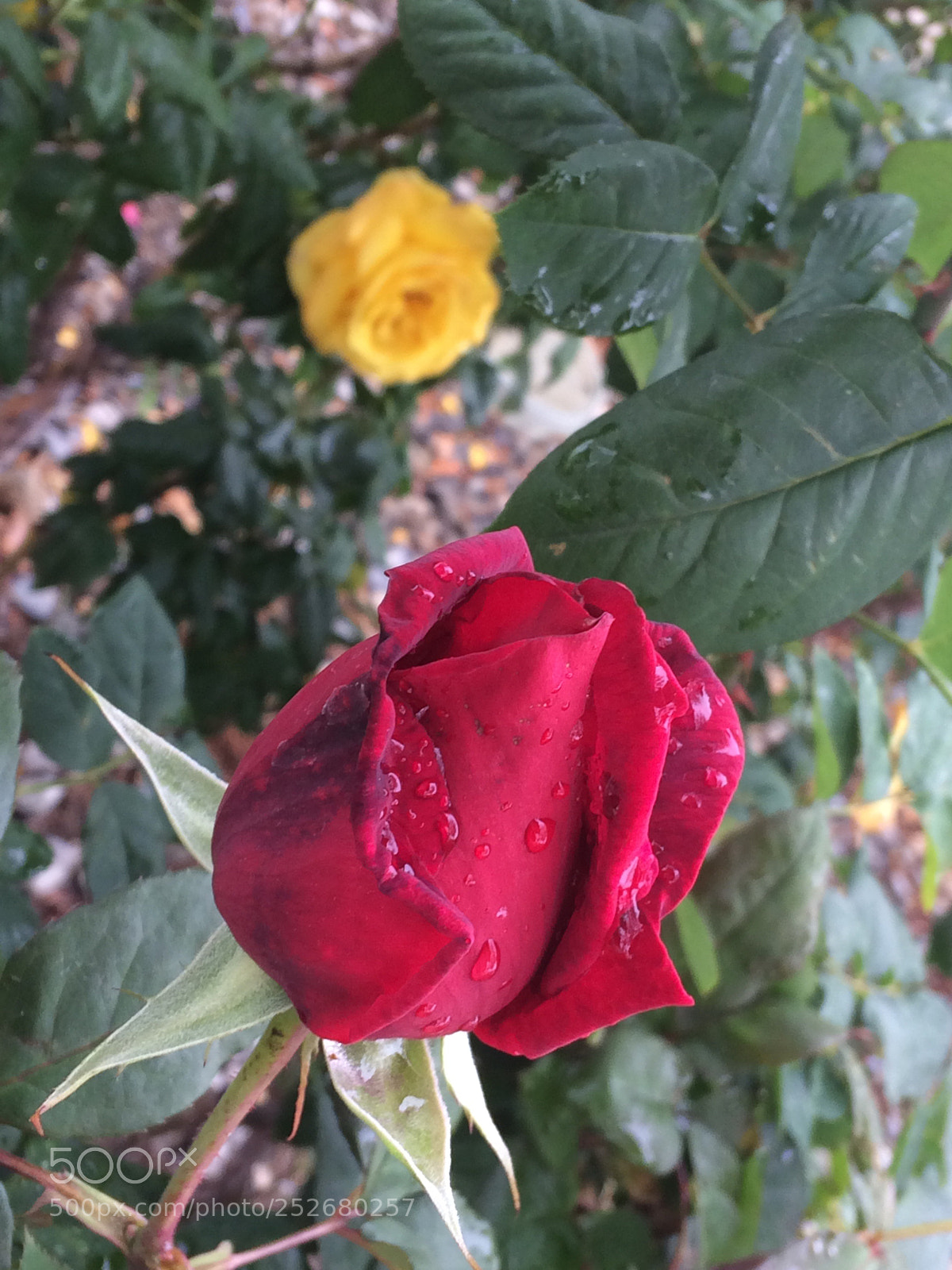 Apple iPhone 5s sample photo. Untitled photography