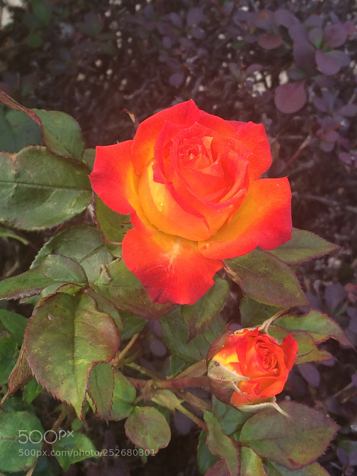 Apple iPhone 5s sample photo. Untitled photography